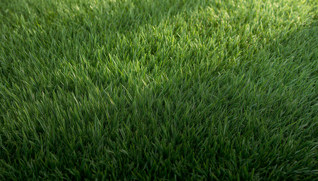 Artificial Grass vs Natural Grass – Full Comparison for Singapore