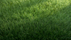 Artificial Grass vs Natural Grass – Full Comparison for Singapore