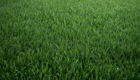 Best Grass Carpet for Kids Playground in Singapore