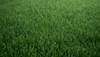 Best Grass Carpet for Kids Playground in Singapore