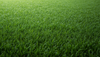 Lifespan of Artificial Grass in Singapore – How Long Does It Last?