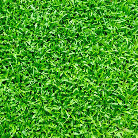 luxury grass carpet template